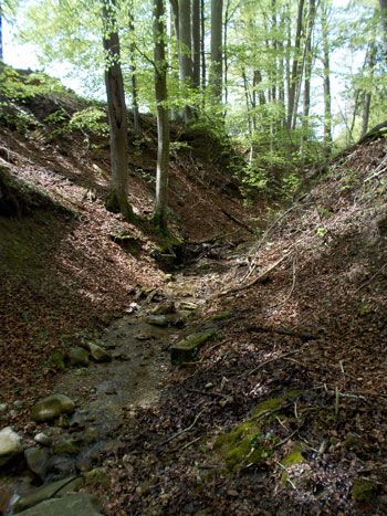 Ein kleiner Bachlauf in einem Kerbtal in einem Wald 