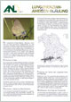 Titelbild des Info-Blattes über den Lungenenzian-Ameisen-Bläuling
