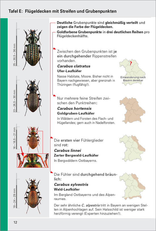 Der Bestimmungsschlüssel für Laufkäfer funktioniert mit optischen Merkmalen und ist daher leider nicht für Sehbehinderte geeignet.