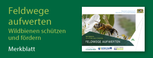 Titelseite der Broschüre Wildbienen