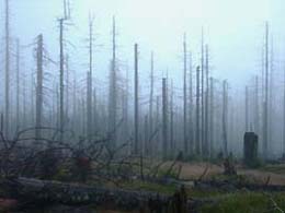 Borkenkäferwald, Foto: Dr. Annette Voigt