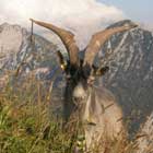 Ziegenbock vor Alpenpanorama (Foto: Günter Jaritz)