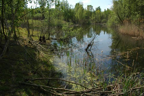 Gewässer in der Grubensohle von stillgelegten Kiesgruben.