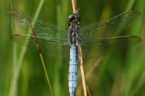 Kleiner Blaupfeil (Orthetrum coerulescens)