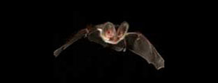 Internal link for more information. Bat in the apporach