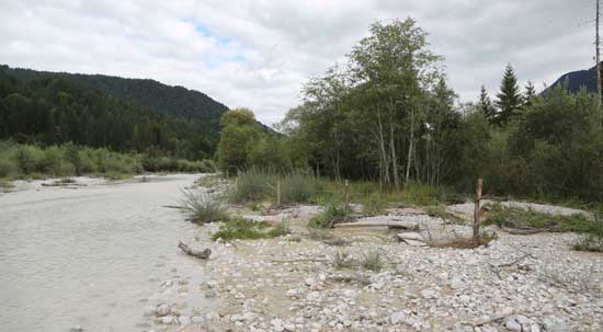 Die Obere Isar bei Wallgau. Links ein auch bei kleinem Hochwasser durchflossener Isararm, rechts Schotterbänke ohne Vegetation im Vordergrund, Weiden und Gehölze im Hintergrund.