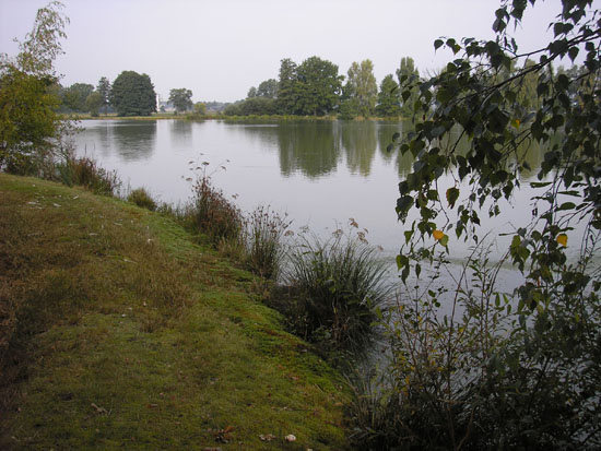 Teichlandschaft mit Ufersaum aus Gras, im Hintergrund eine offene Waldlandschaft.