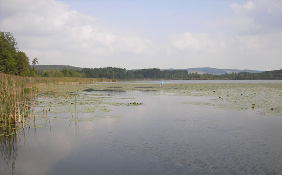 Teich mit Schilf und Seerosen, im Hintergrund Wälder und Berge.