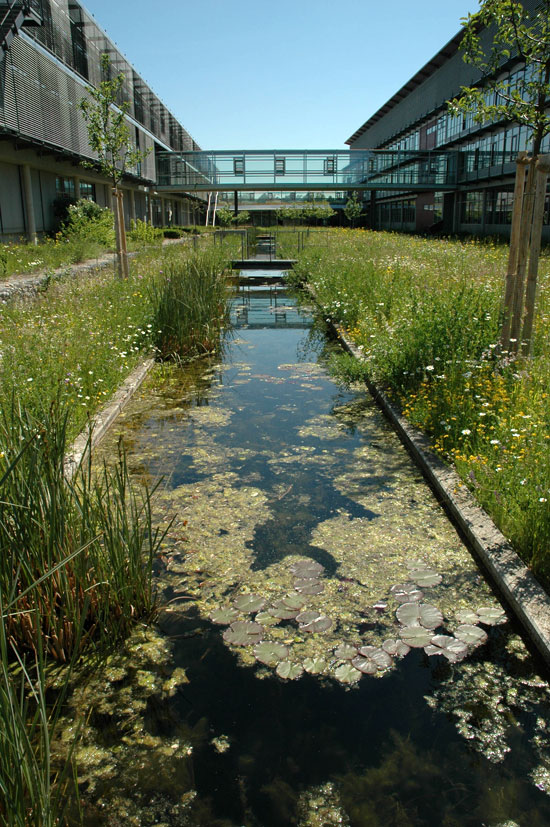 Artenreiche, hochwertige Wiese rund um die Gebäude des Bayerischen Landesamtes für Umwelt in Augsburg. Der Teich fungiert sowohl als Biotop als auch als dezentrale Regenwasserversickerungsanlage.