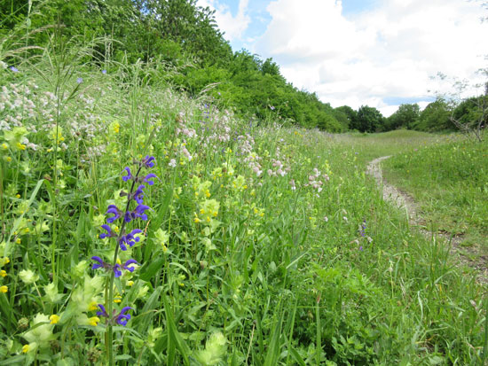 Wildblumensaum im Gronsdorfer Park.