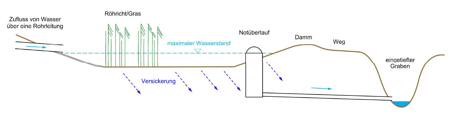 Die Grafik zeigt einen Schnitt durch das Nährstoffrückhaltebecken bei Ebing. Von links nach rechts ist folgendes dargestellt: Rohrleitung mit der Beschriftung Zufluss von Wasser über Rohrleitung Becken mit gestrichelt eingezeichnetem maximalen Wasserstand Röhrricht / Gras im Becken unter dem Becken: schräg nach links unten verlaufende blau gestrichelte Linien mit der Beschriftung Versickerung. Anschließend an das Becken: Notüberlauf =Schacht mit Abdeckung, daran angrenzend im Boden eingegraben ein Rohr, das mit leichtem Gefälle zum angrenzenden, in die Umgebung tief eingeschnittenen Graben führt. Zwischen Notüberlauf und Graben: Damm mit Weg.
