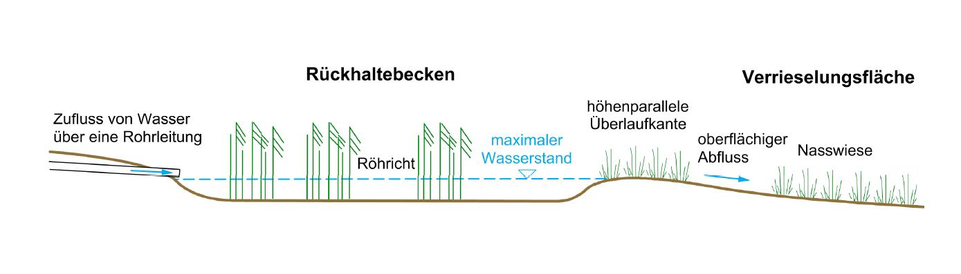 Die Grafik zeigt einen Schnitt durch das Rückhaltbecken mit Verrieselung bei Schneidergröben. Von links nach rechts ist folgendes dargestellt: Rohrleitung mit der Beschriftung Zufluss von Wasser über Rohrleitung Becken mit gestrichelt eingezeichnetem maximalen Wasserstand, Röhrricht im Becken höhenparallele Überlaufkante mit Grasbewuchs, leicht geneigte Verrieselungsfläche mit Nasswiese. Zur Verdeutlichung der Fließrichtung ist ein blauer Pfeil mit der Beschriftung oberflächiger Abfluss dargestellt.