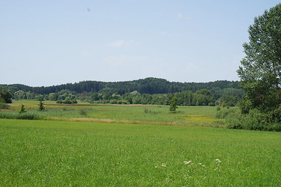 Orchideenreiche Streuwiesen, im Hintergrund ein Waldrand.