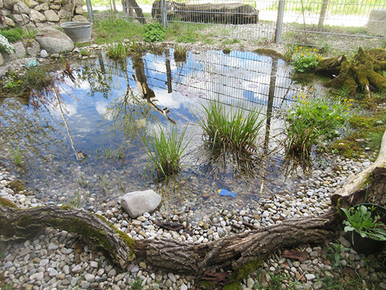Ein Teich von etwa drei Metern Durchmesser ist von Steinen, Holzstämmen und Pflanzen umgeben.