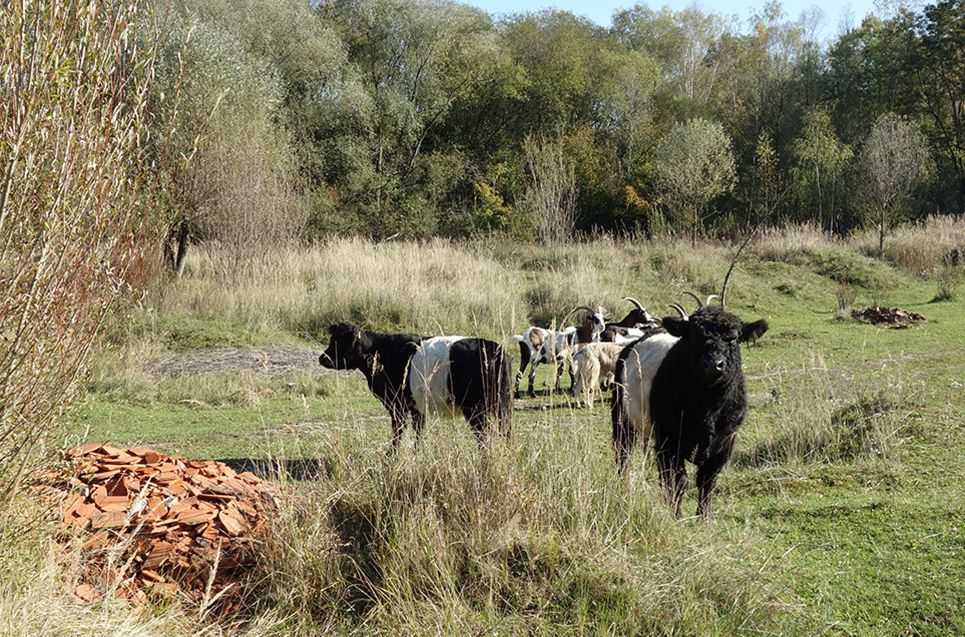 Mehrere Rinder stehen auf einer bewachsenen Weidefläche.