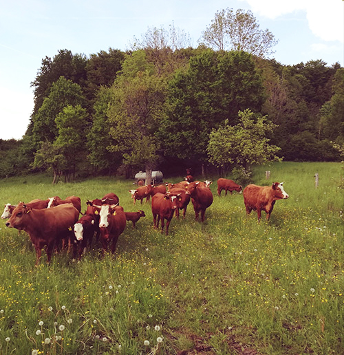 Mehrere Kühe grasen auf einer Weide.