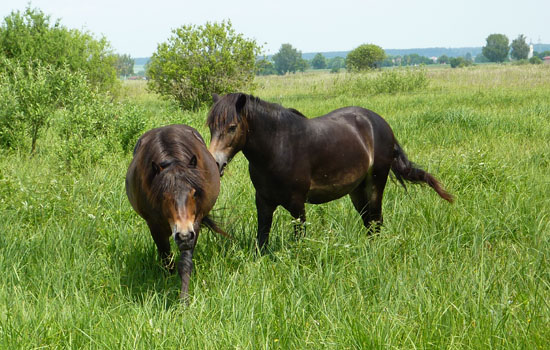 Beweidung mit Exmoor-Ponys