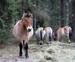 Przewalskipferde am Waldrand